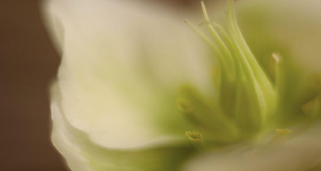 Neroli