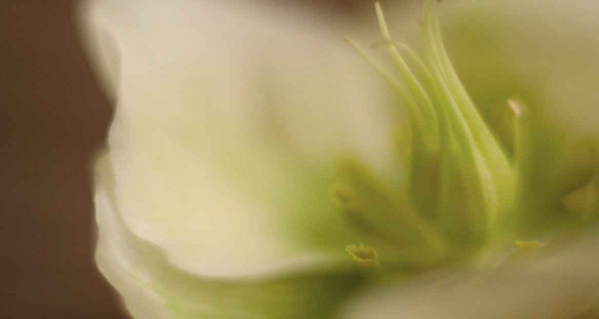 Neroli