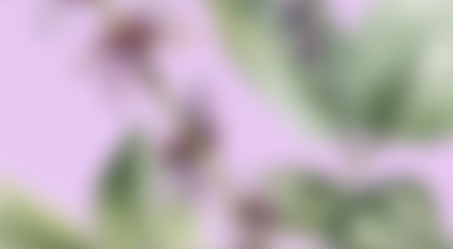Patchouli